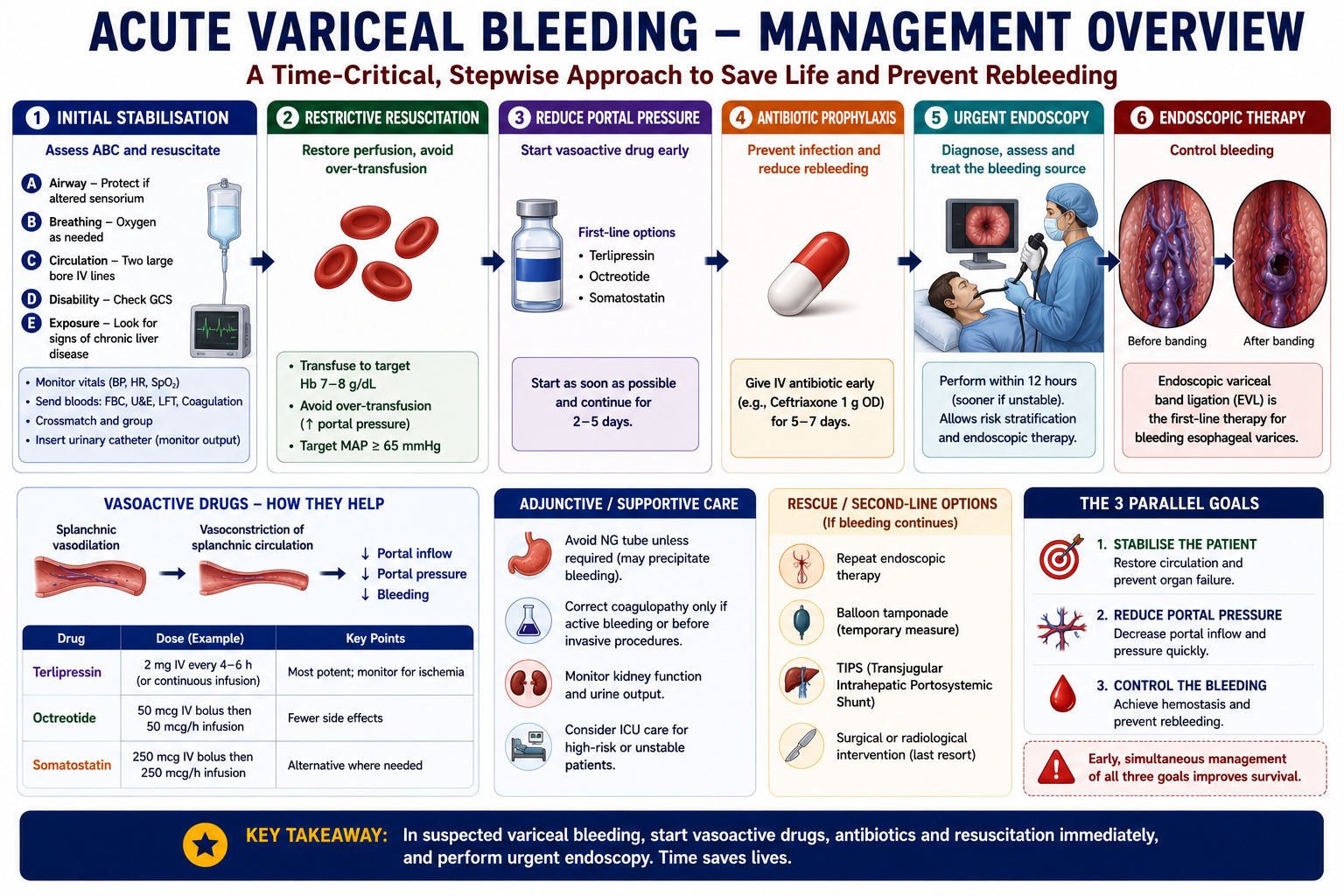 Management flowchart for acute variceal bleeding showing ABC resuscitation restrictive transfusion vasoactive drugs antibiotics urgent endoscopy and band ligation