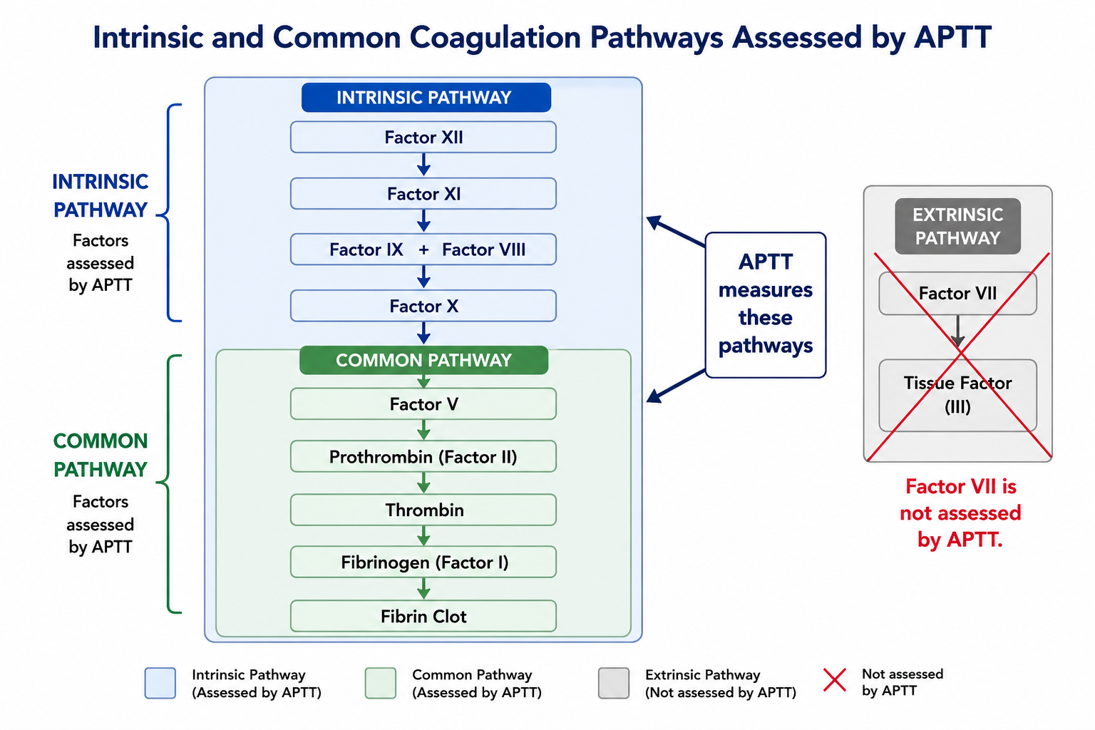 APTT Explained