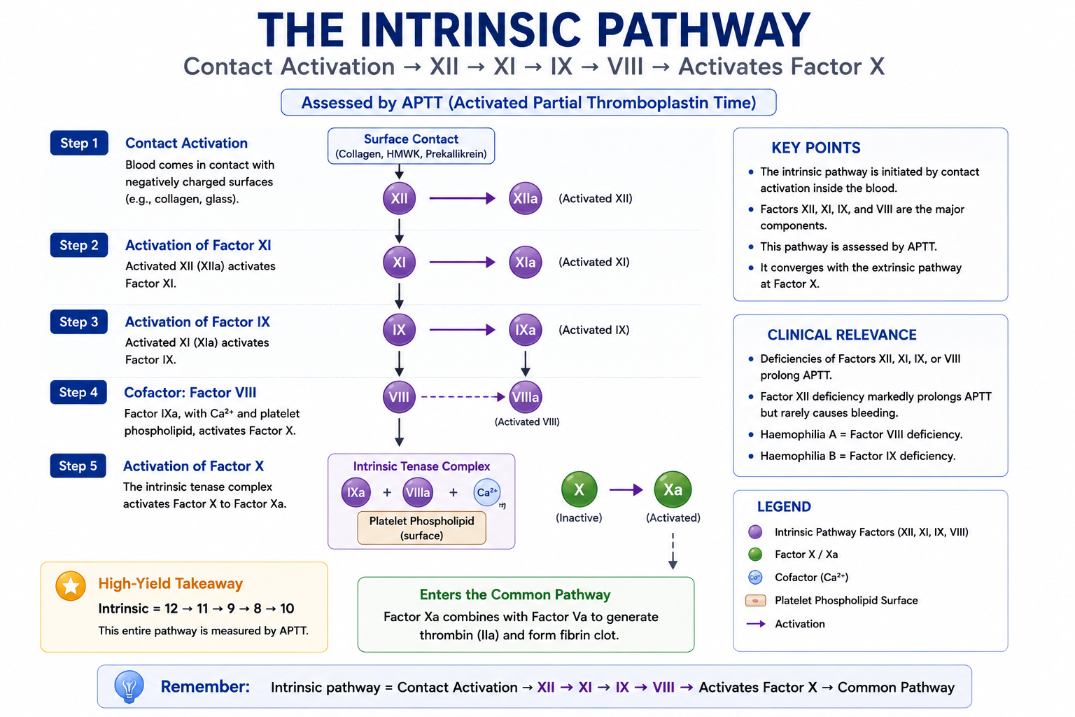 Diagram of the intrinsic coagulation pathway showing contact activation and the sequential activation of Factors XII, XI, IX, VIII leading to Factor X, assessed by APTT