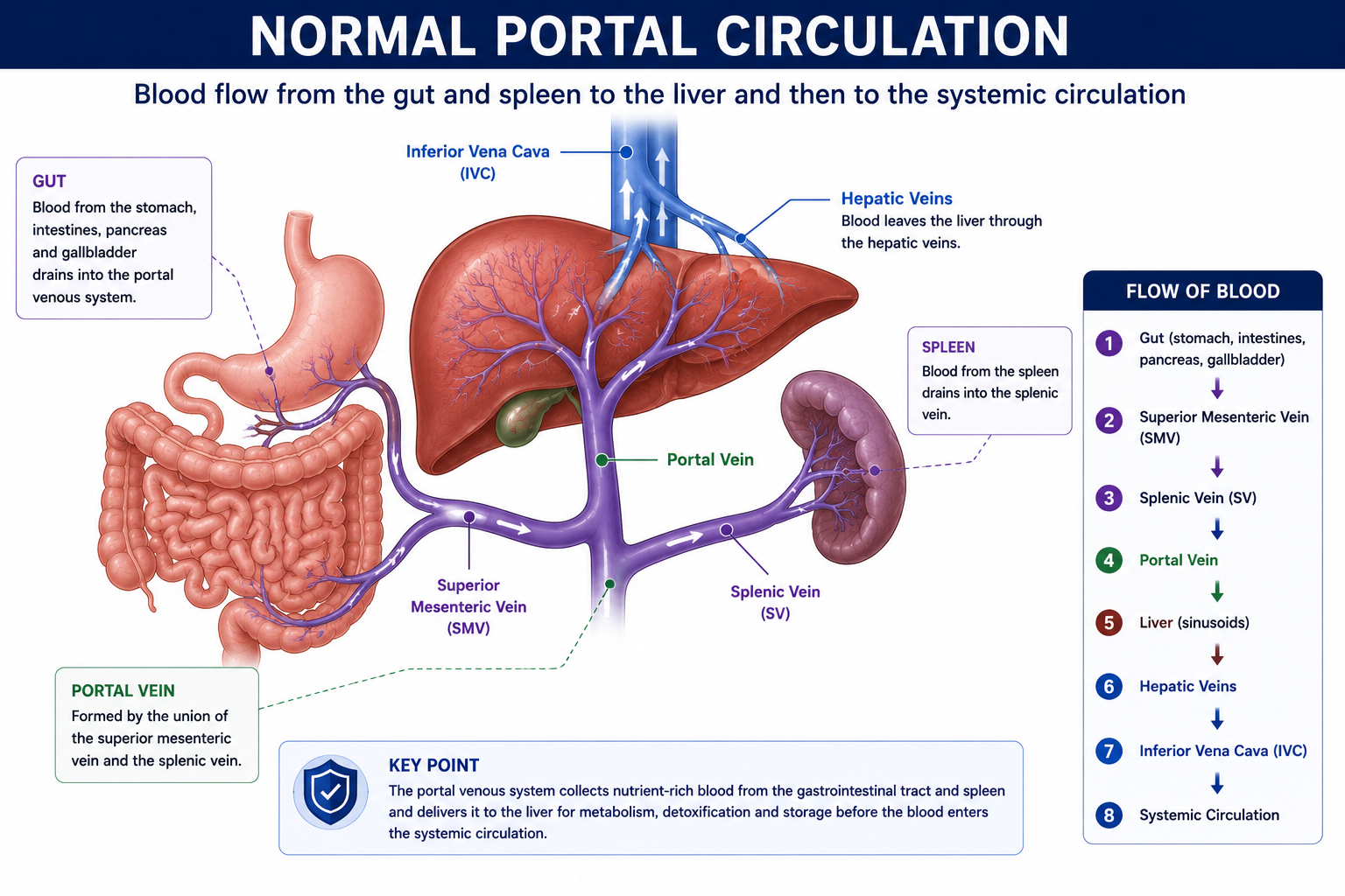 Portal Hypertension Explained