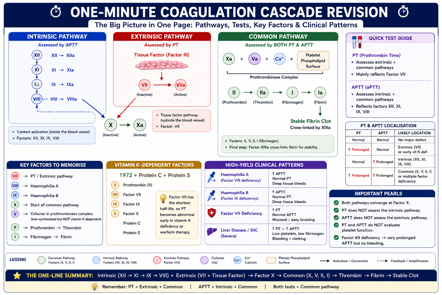 One-minute coagulation cascade revision summary showing key factors, pathways, tests, and common examination patterns including haemophilia, DIC, and Factor VII deficiency