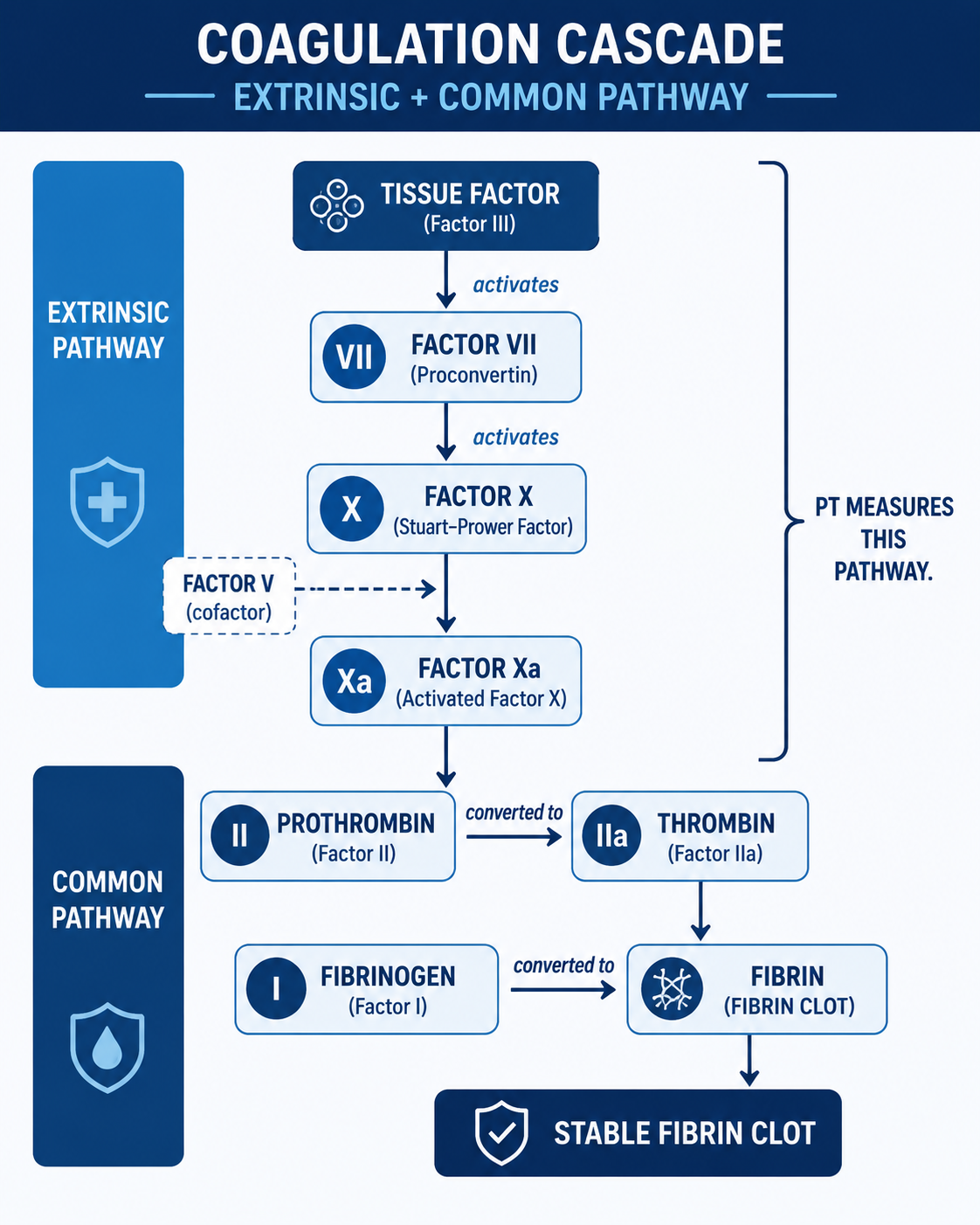PT and INR Explained